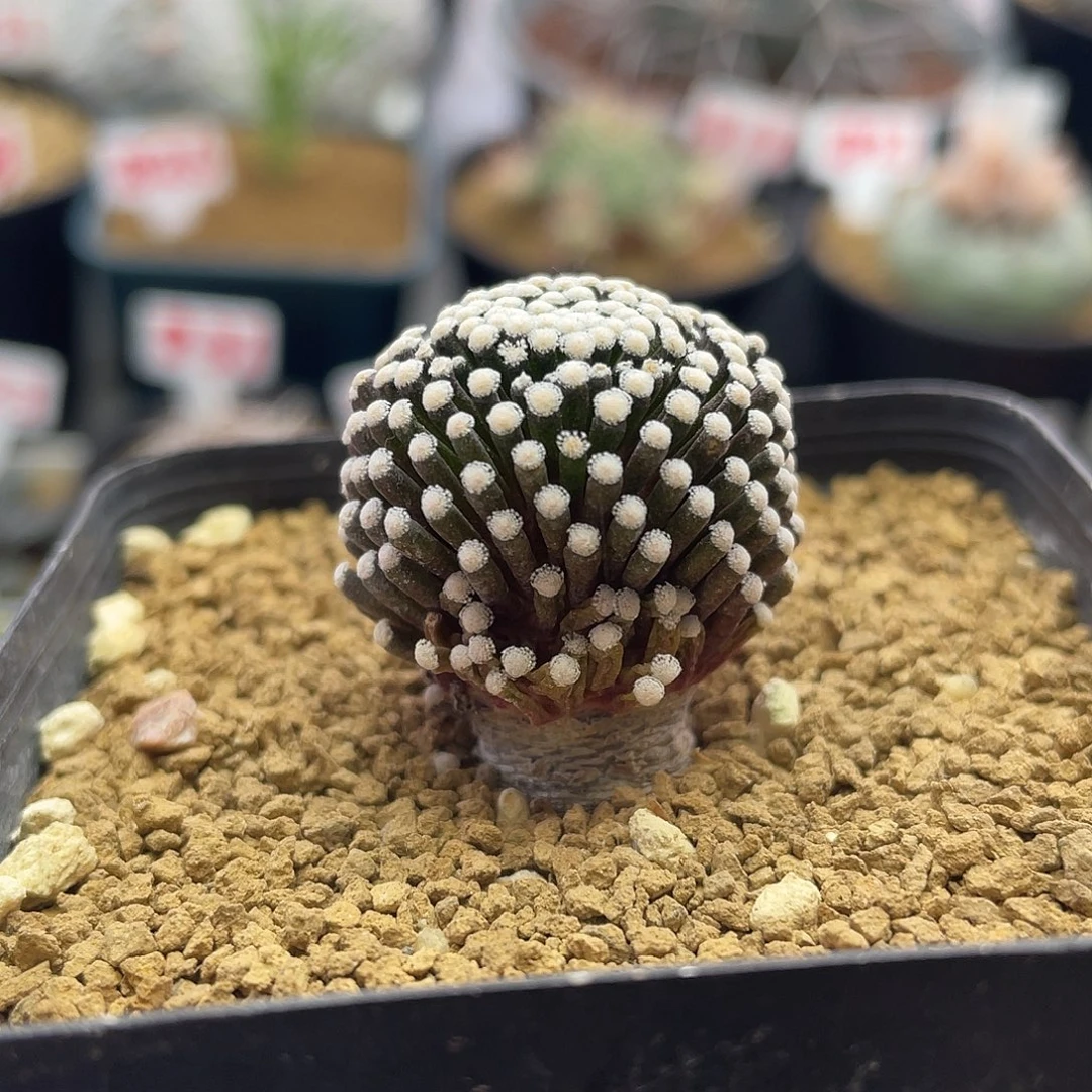 实生8年紫花松针牡丹