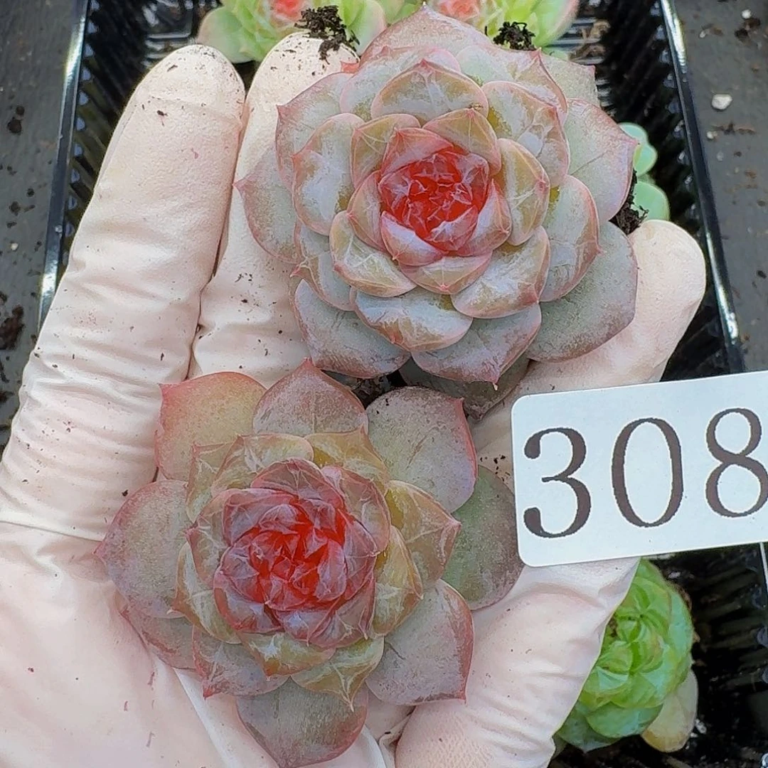 多肉植物多肉植物308