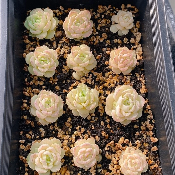 271 多肉植物盆栽花卉植物