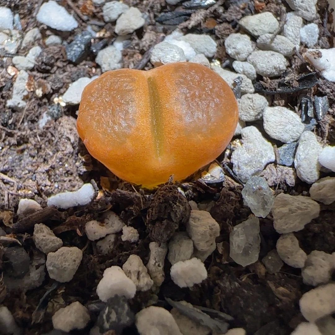 肉锥多肉植物百科-EH980蛋糕1522