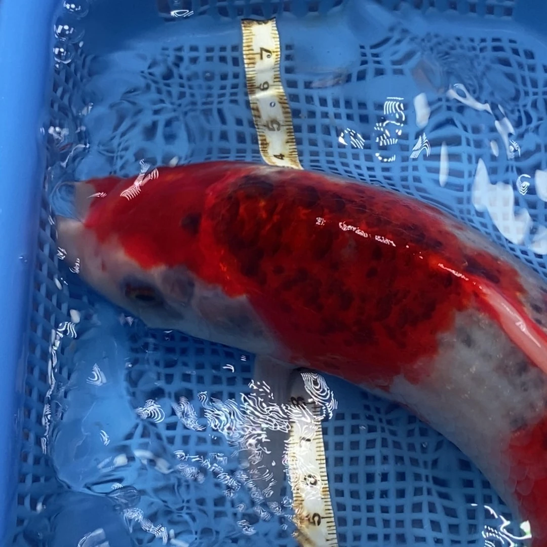 锦鲤冷水锦鲤包邮