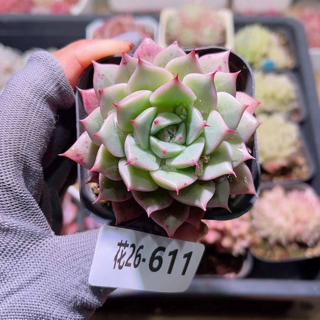 花26-611新品单头