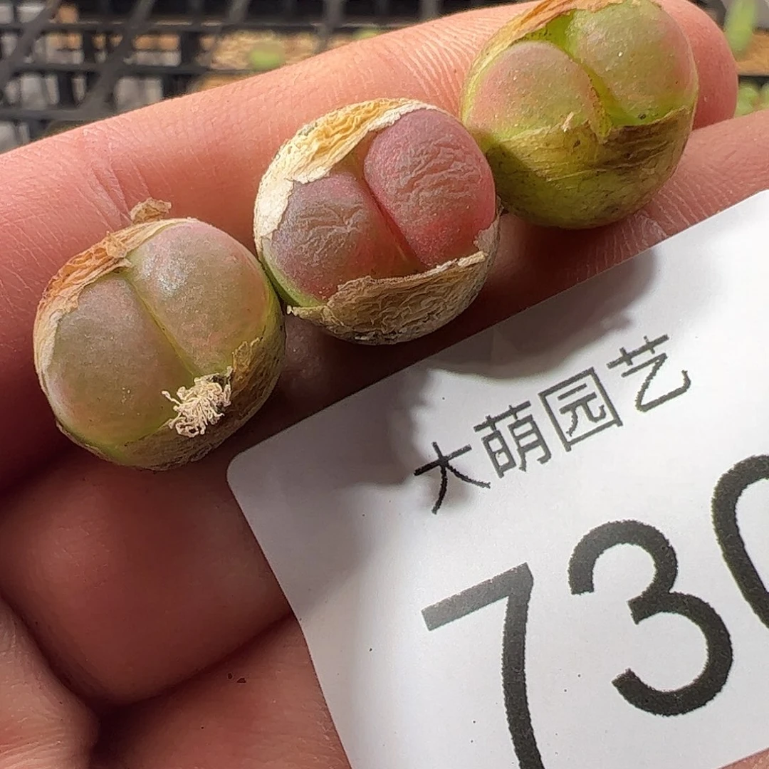 0000730 一物一拍杂交冰晶树莓