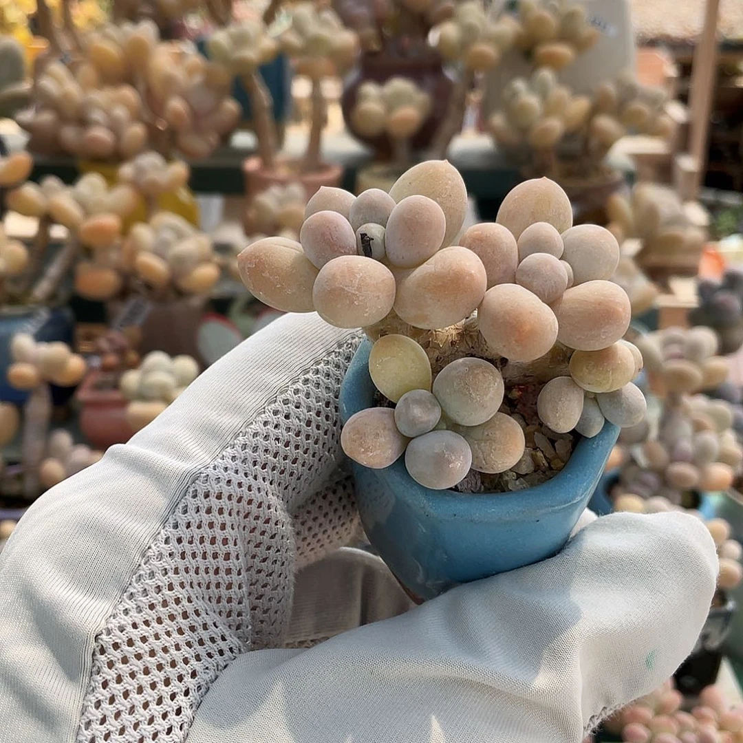 多肉植物的生长发育