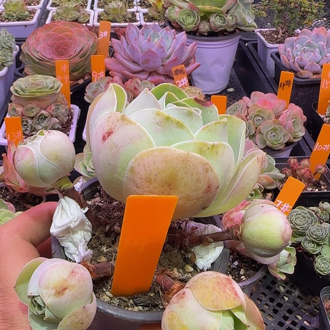 甜宝 事妈玻璃心慎拍非偏远包邮