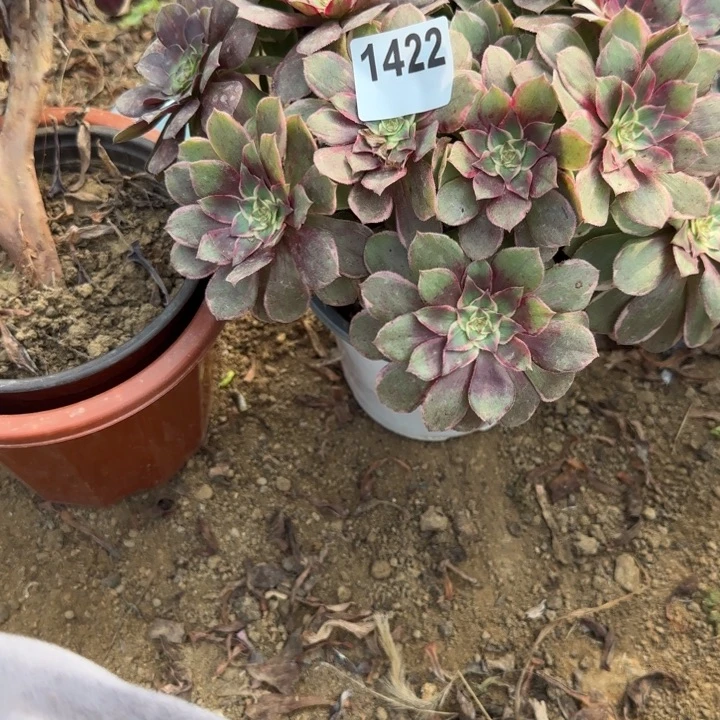 1422 莲花清棚处理不包断枝