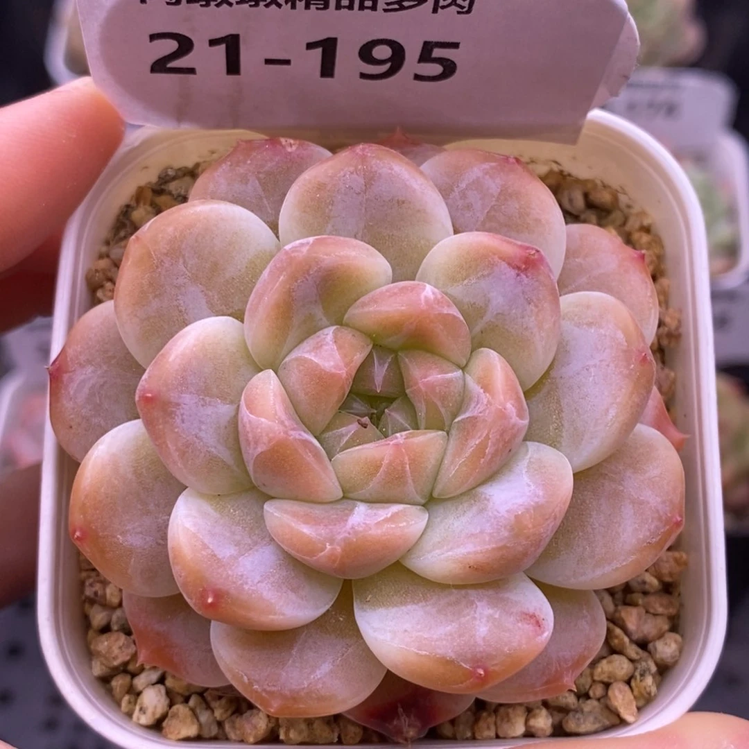 【闪购商品】21-195