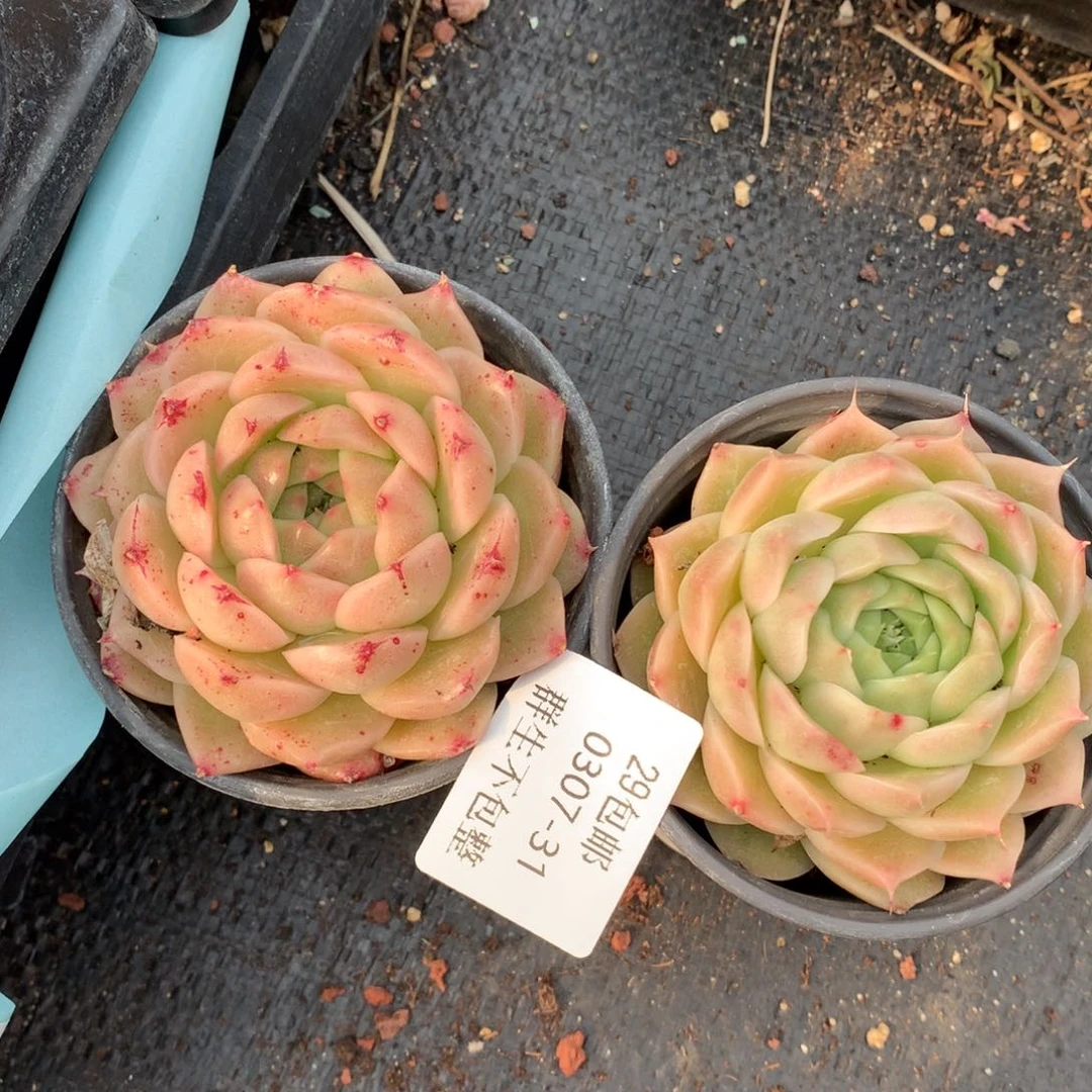 0307-31 麦杆优选