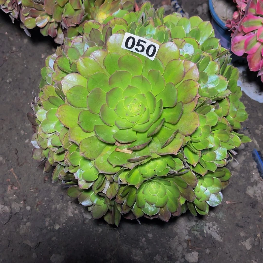 法师法师15//20包邮法师