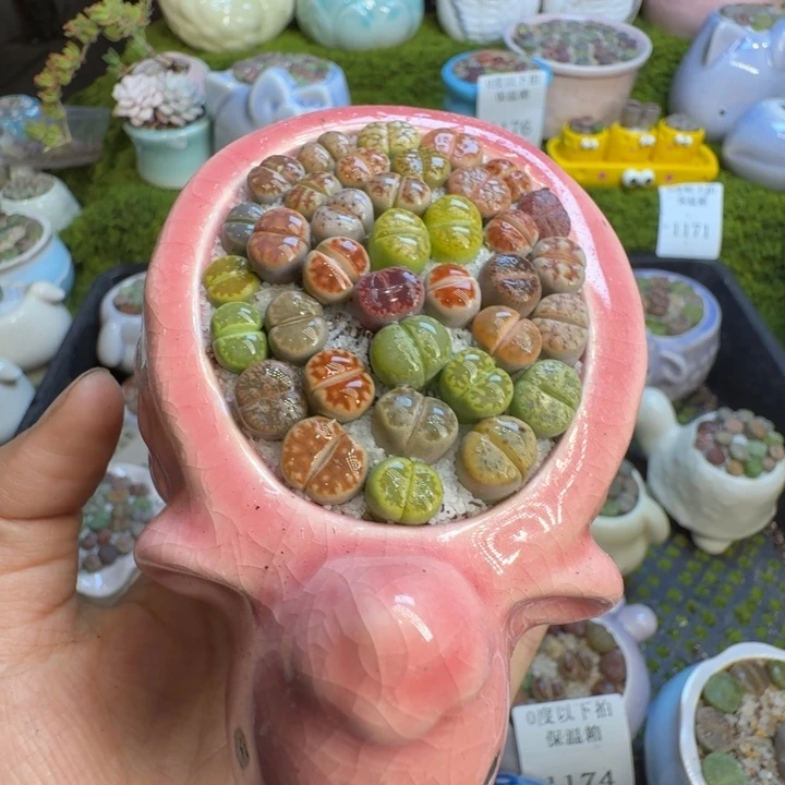 多肉植物开播福利冲1189