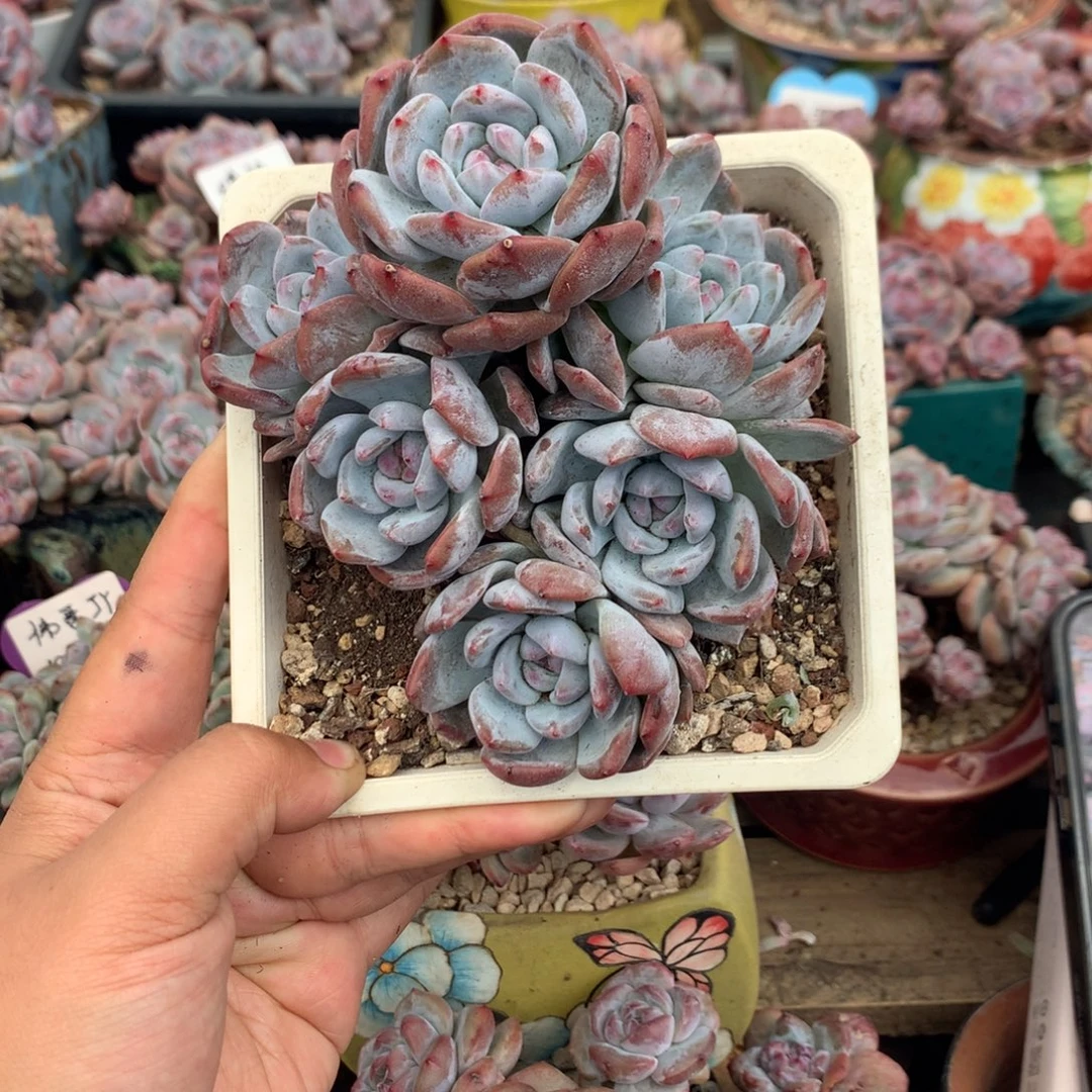 哈哈哈哈哈哈哈41