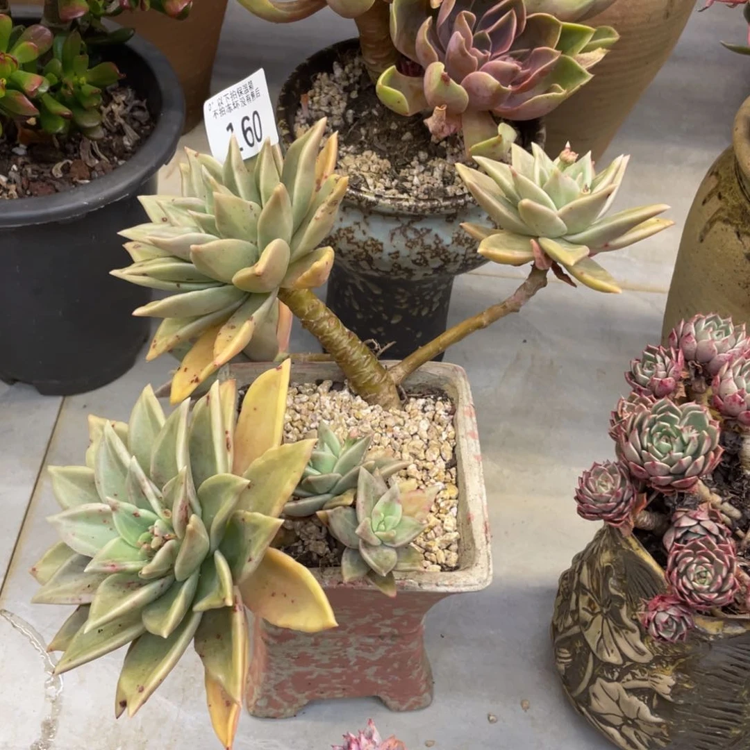 感**祢黑大帅多肉160表丽那