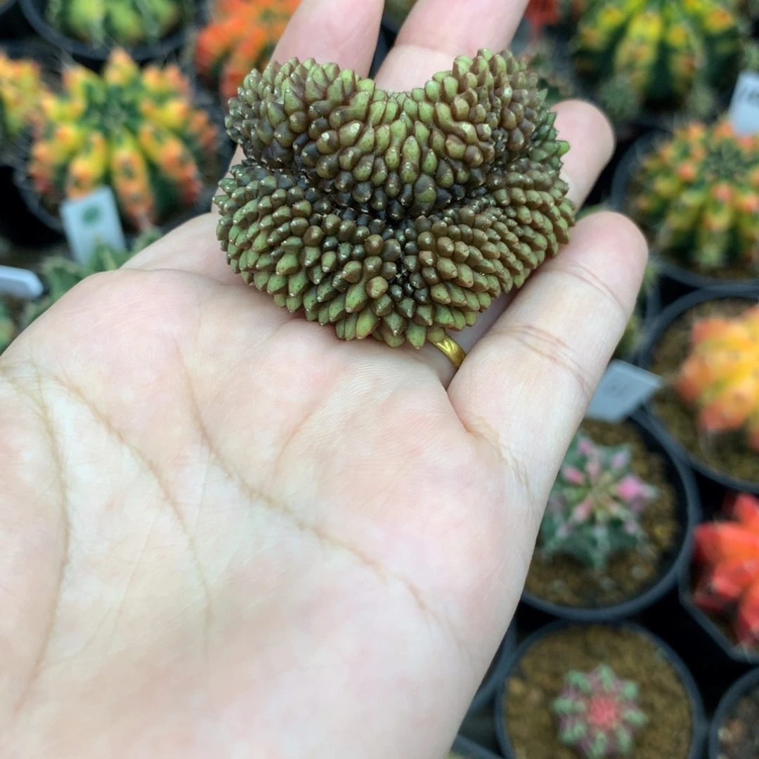 仙人球米哈牡丹锦