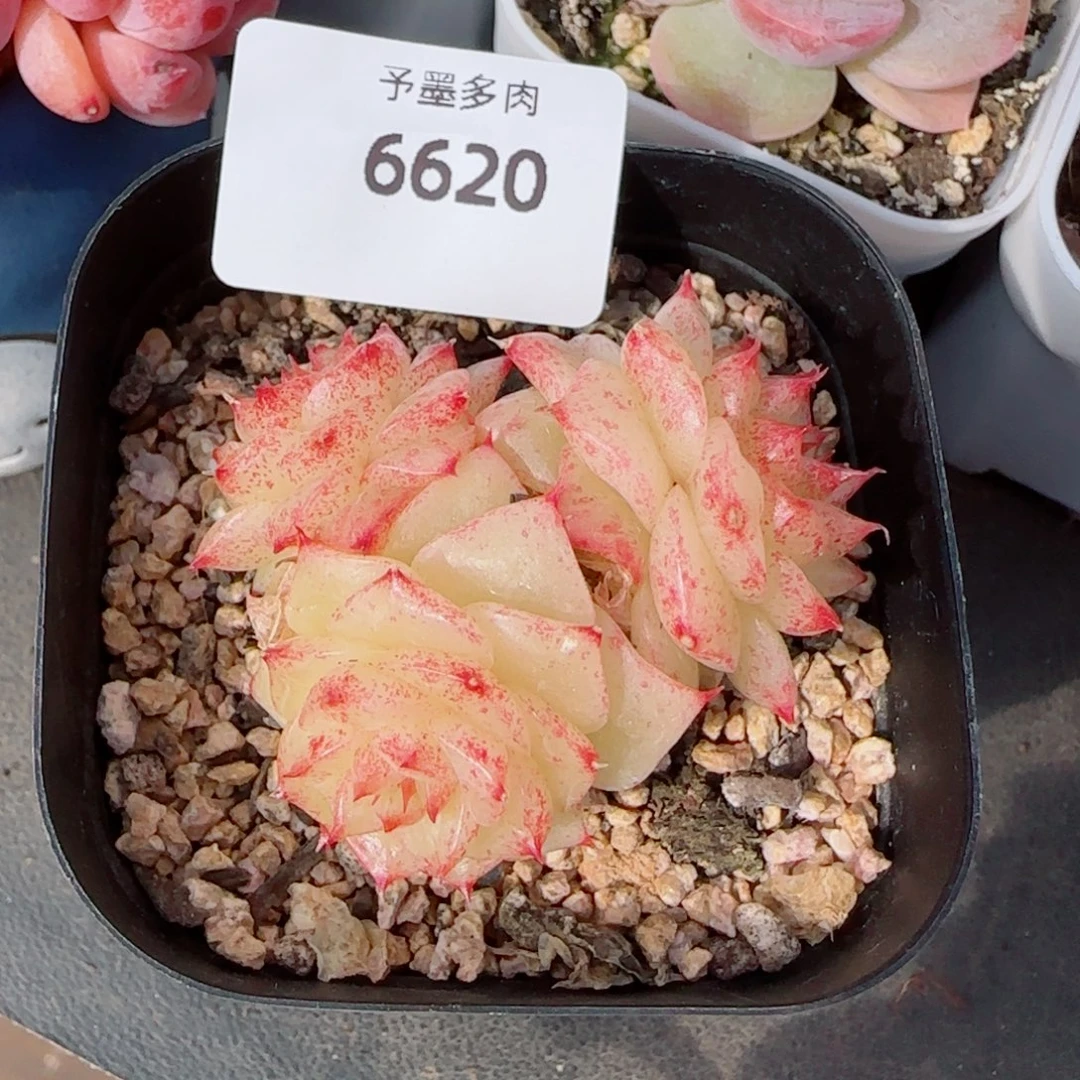 绿泼珍妮，6620多肉植物