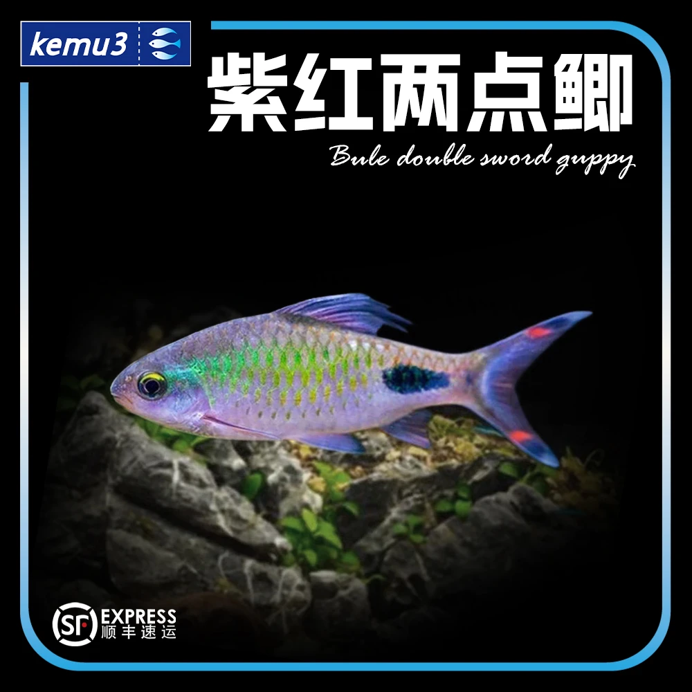 紫红两点鲫热带淡水观赏鱼好养耐活适合新手