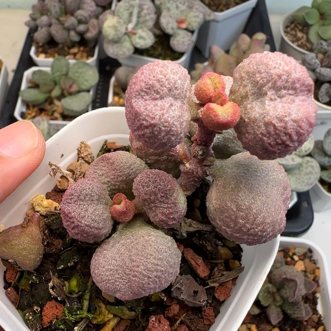 水蜜桃子水泡多肉植物