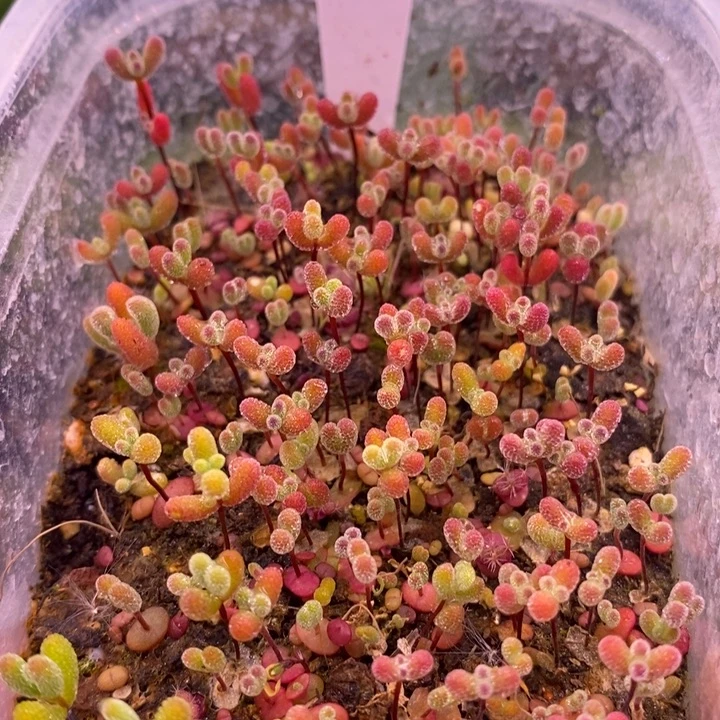 无花朵678混合切糕十个品种