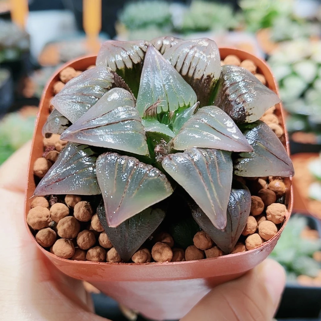 【闪购商品】红纹寿