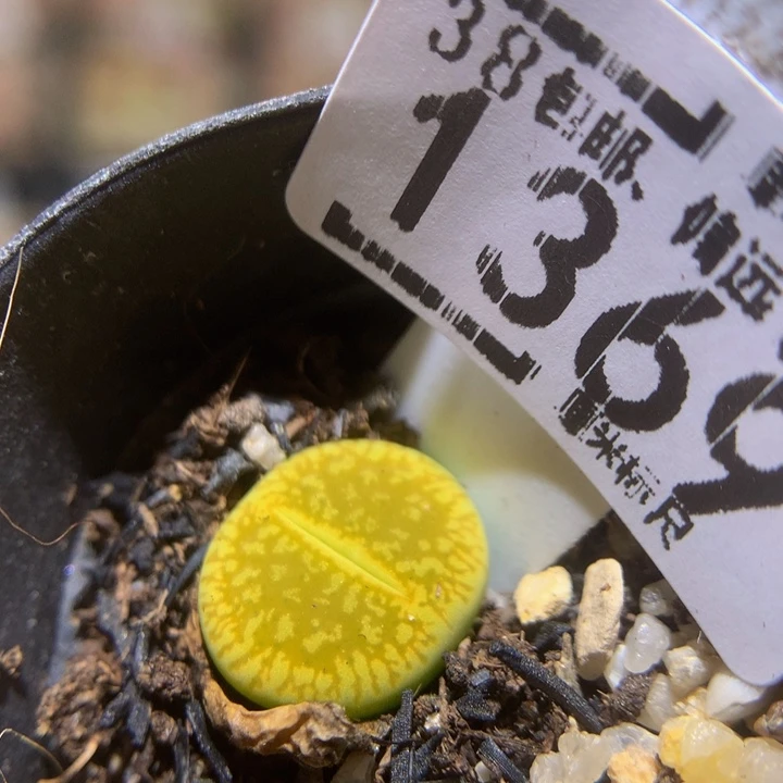 Zzz精品生石石1369