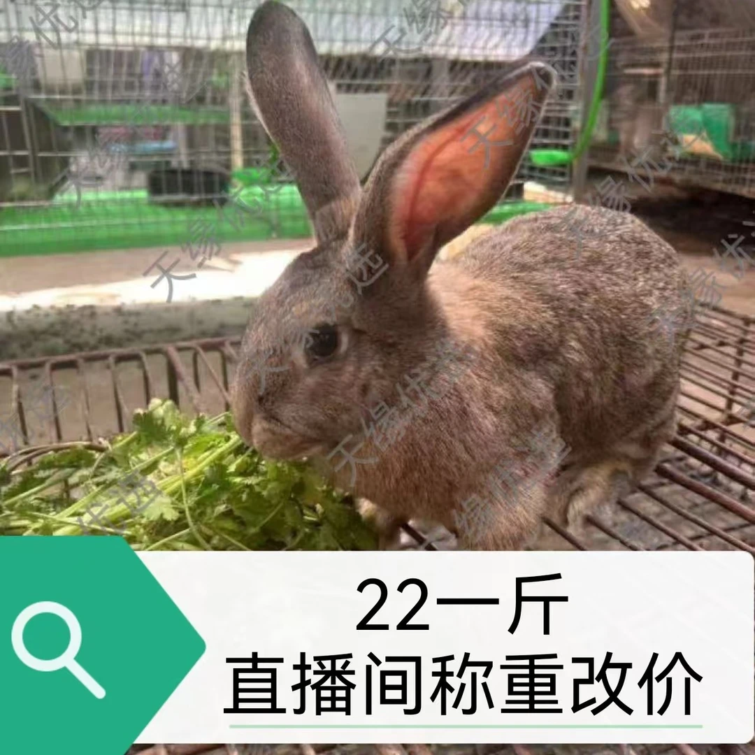 比利时青年种兔直播间挑选重量价格链接