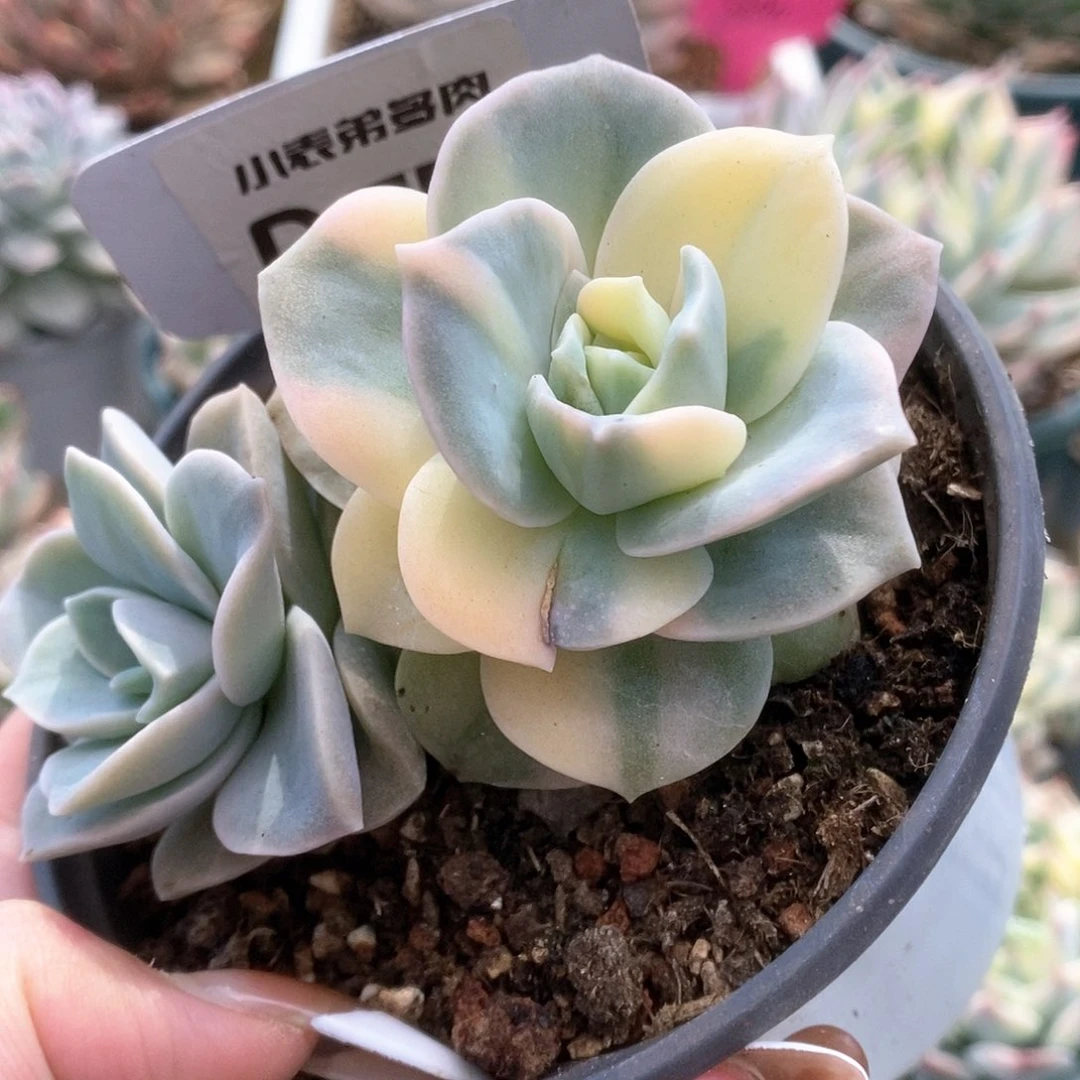 001可爱玫瑰锦锦锦锦锦