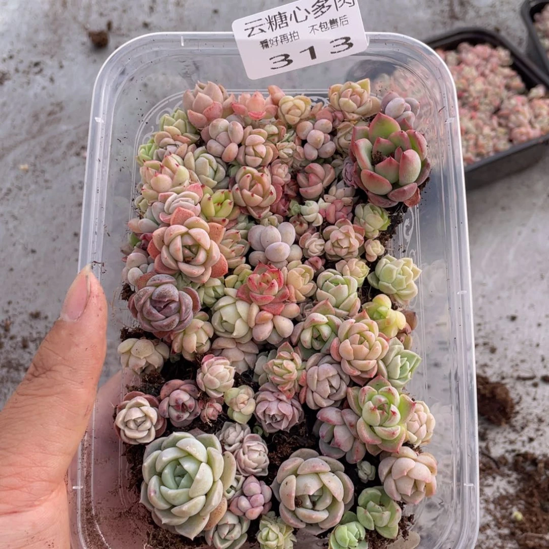 云糖心多肉植物313