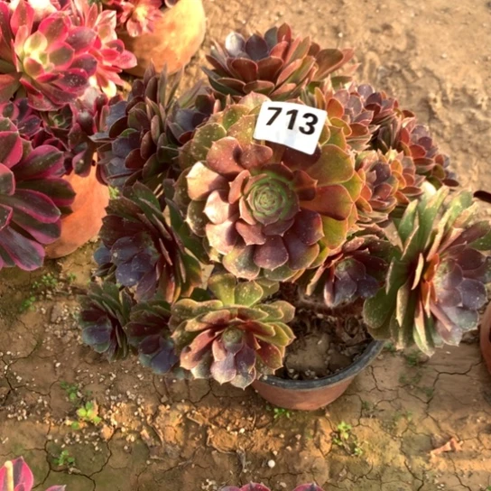 713法师多肉万圣节红心沙拉碗