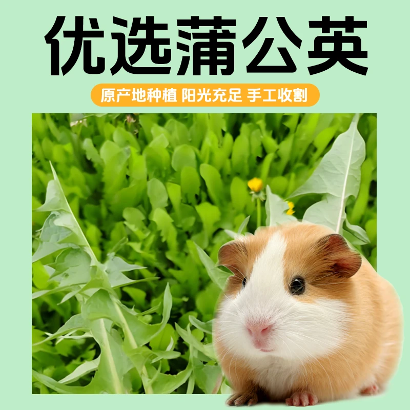 烘干蒲公英干草清火消暑兔子荷兰猪龙猫必备主食牧草消暑神器