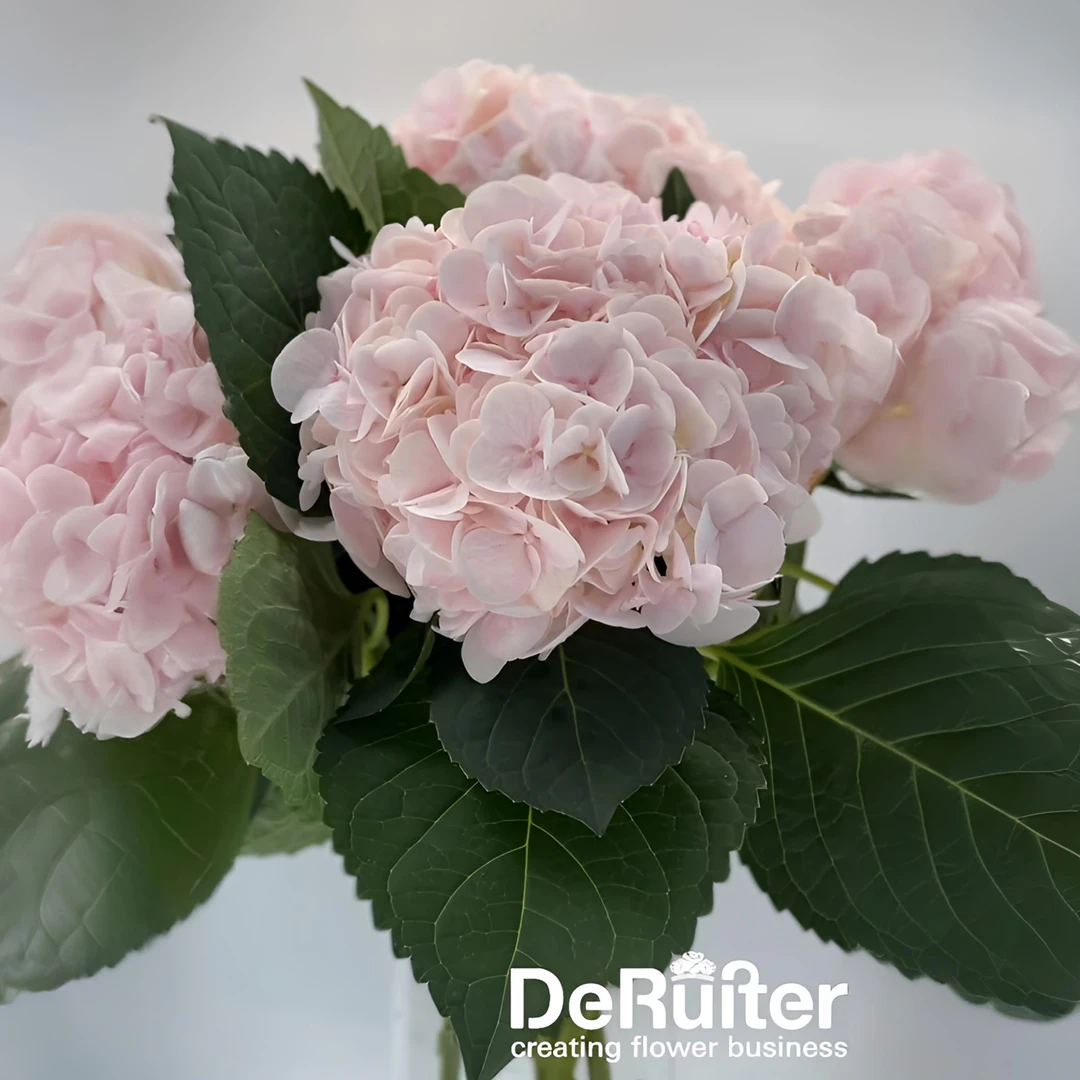 【迪瑞特】甜蜜璀璨云南基地直发绣球家用鲜花