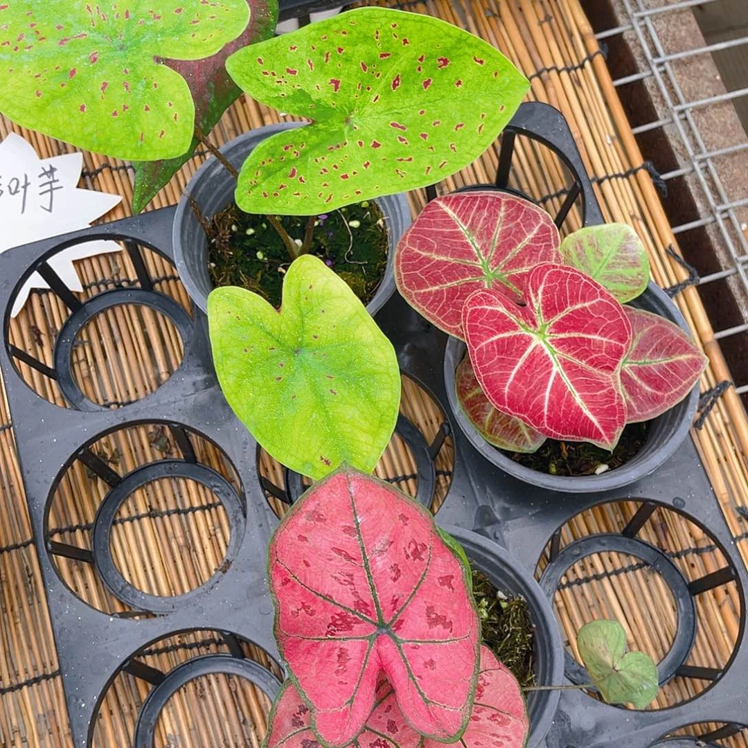 完全开放马菲特。绯红女郎。艳阳
