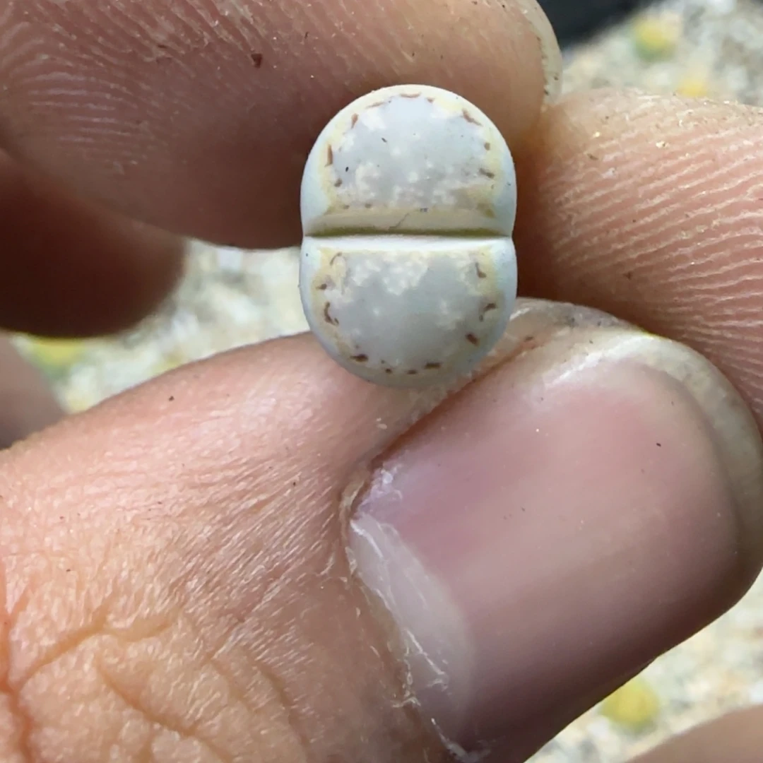 117 生石花大棚直播