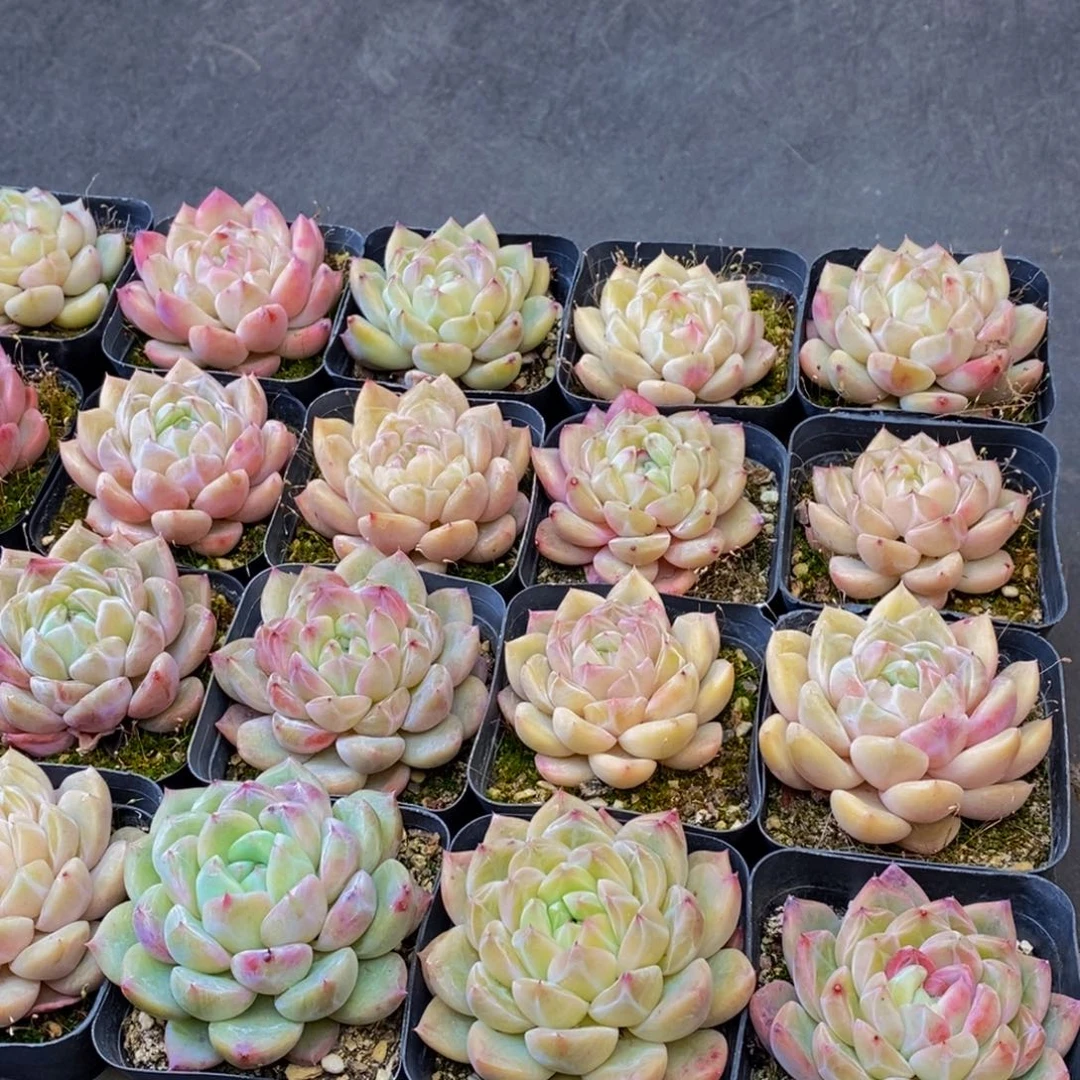 732多肉植物保护研究所4颗