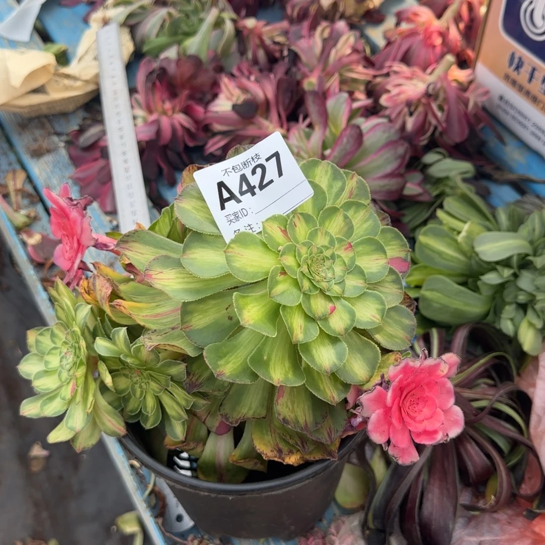 精品多肉植物427