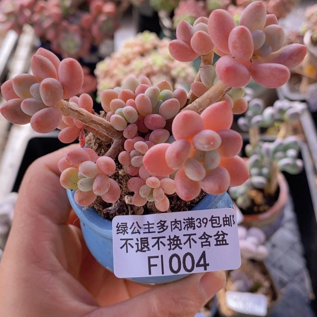 鱼子酱6cm1004多肉植物