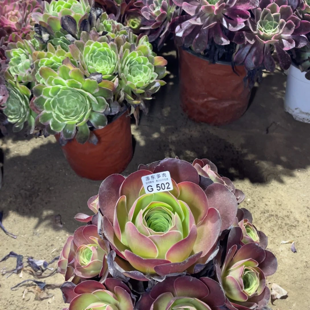 502魅金玫瑰多肉法师断枝不包