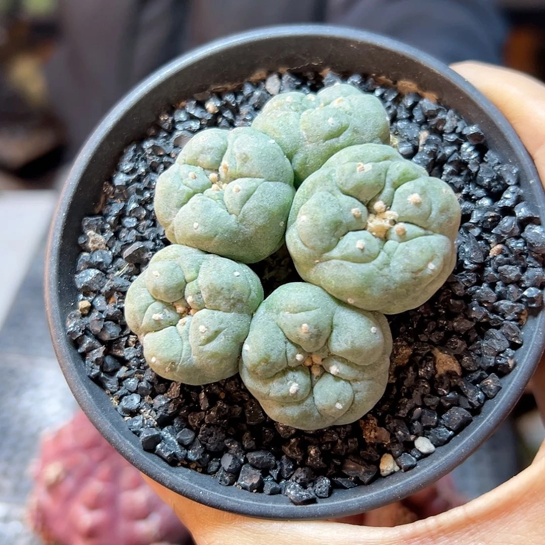 晚4号实生皱尤银底部不知有老皮6.2公分