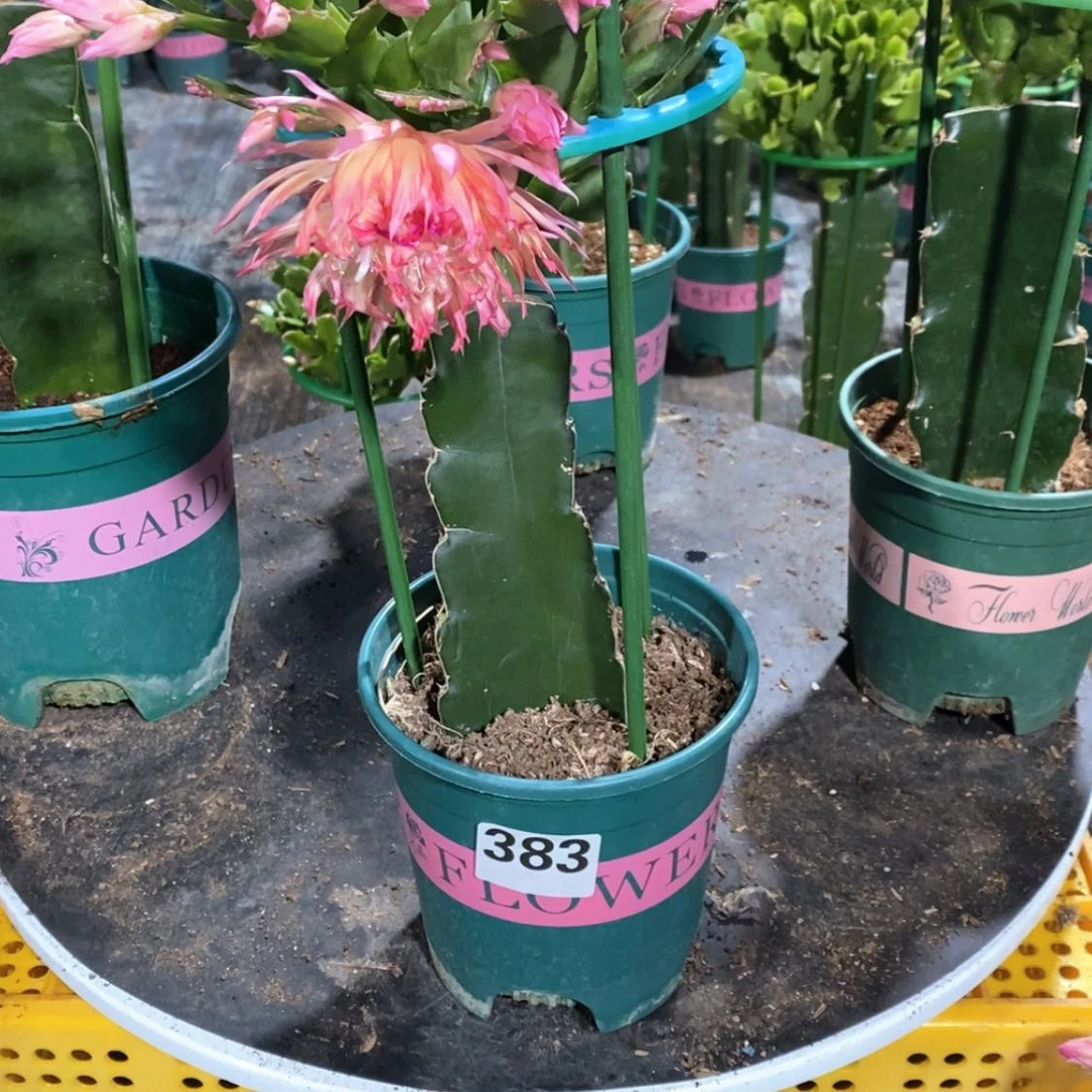 【闪购商品】当前无花朵，栽培后可花朵花383嫁接068