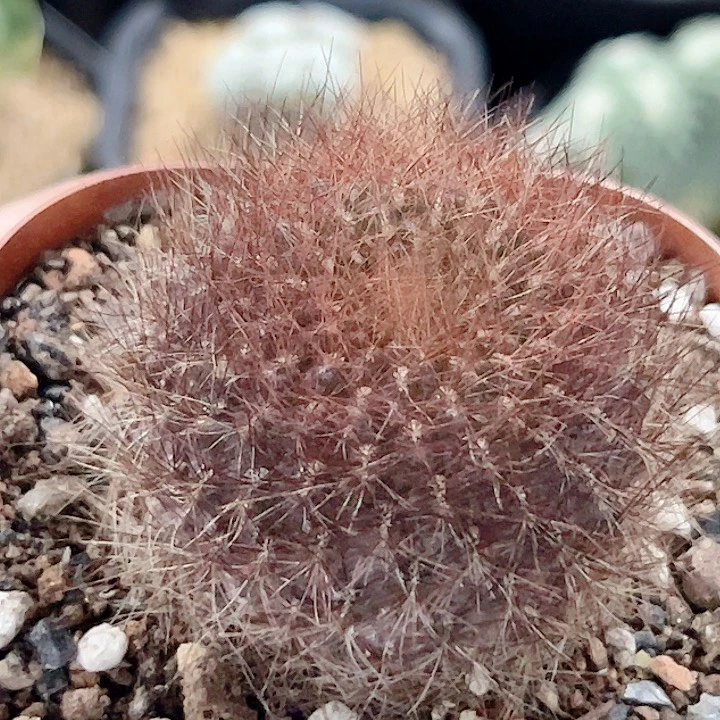 百丝巢自根仙人球