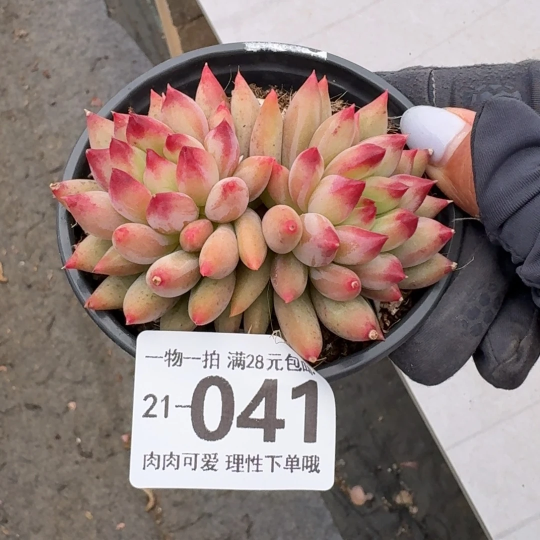 虞美人无盆土发货无