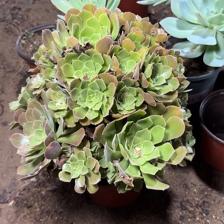 微****多肉植物雅典娜51