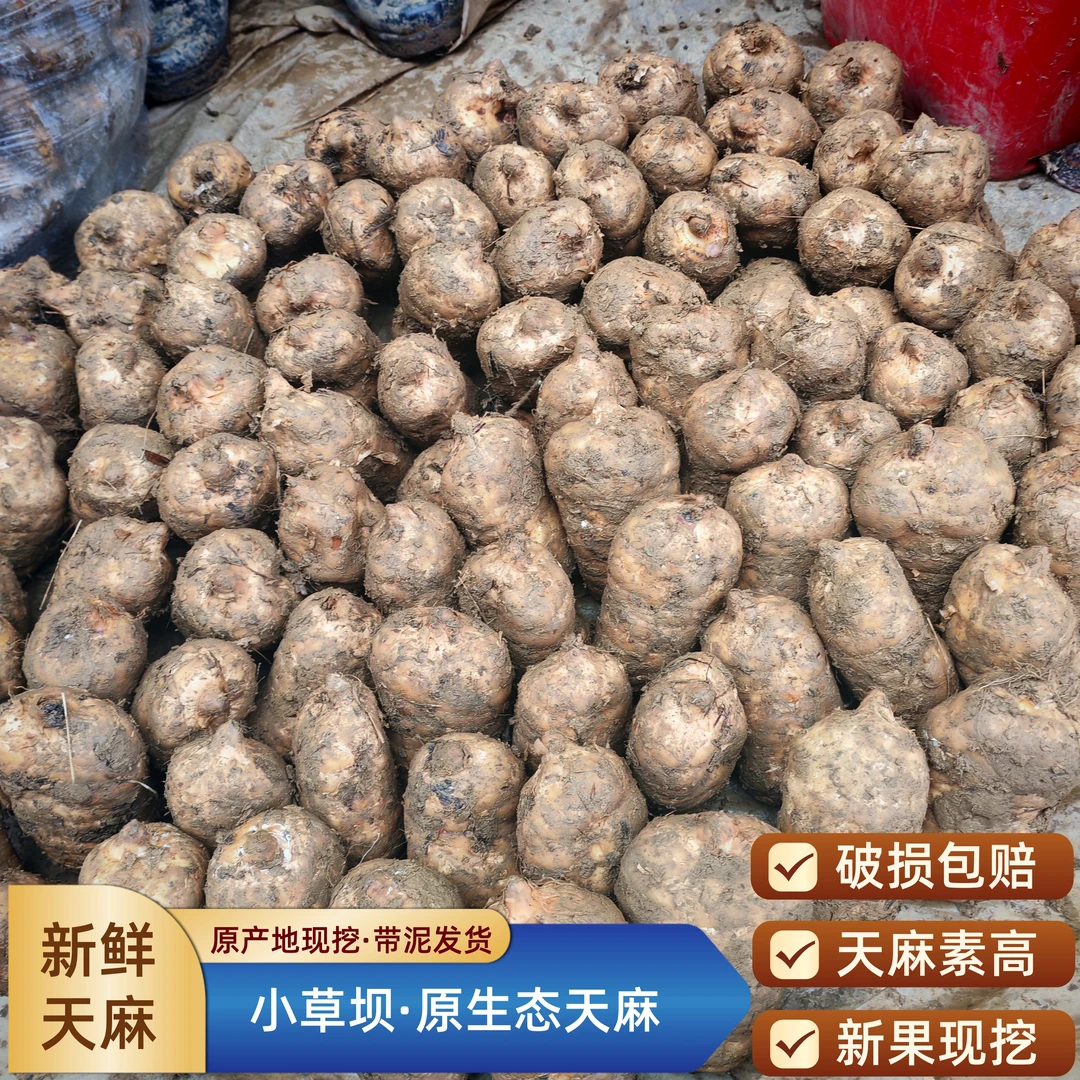 高山密林【新鲜乌天麻】 云南昭通彝良小草坝 产地直发炖鸡煲汤泡酒