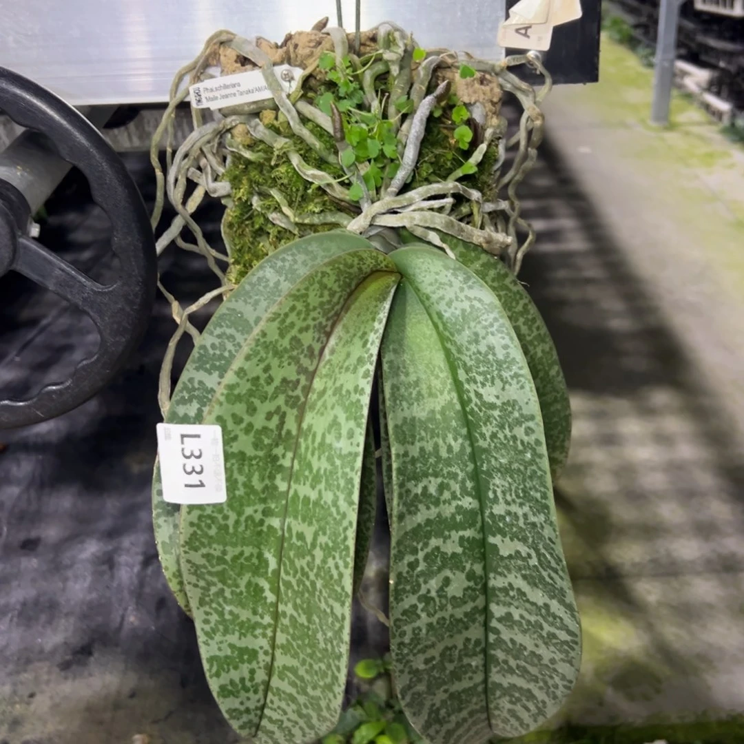 完全开放l331珍妮西