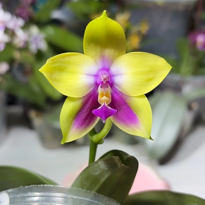 大部分开放少量花苞永利黄桃