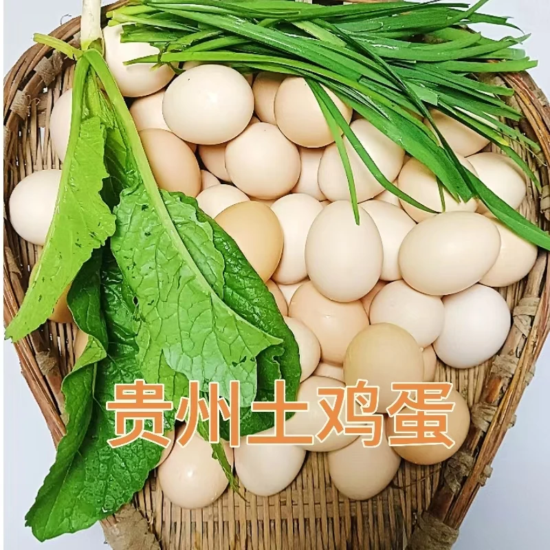 贵州大山农户散养土鸡蛋