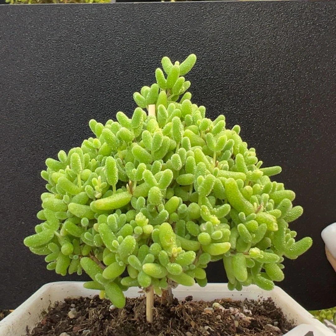 u807精控圣诞树蜜橘糖球冠幅6.5cm