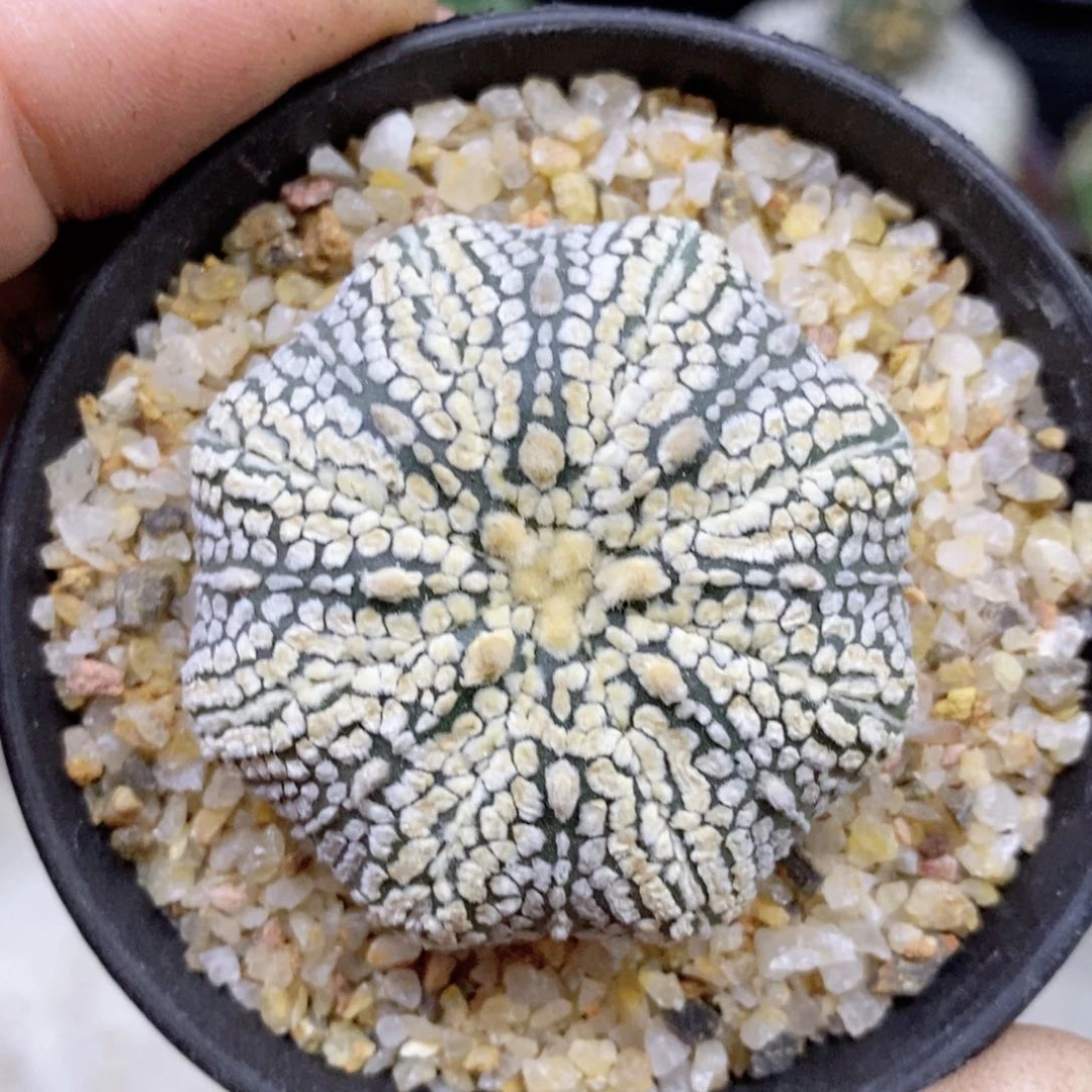 嘻****6仙人球的世界里有
