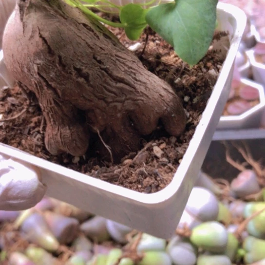 0303，6厘米象足龟甲龙