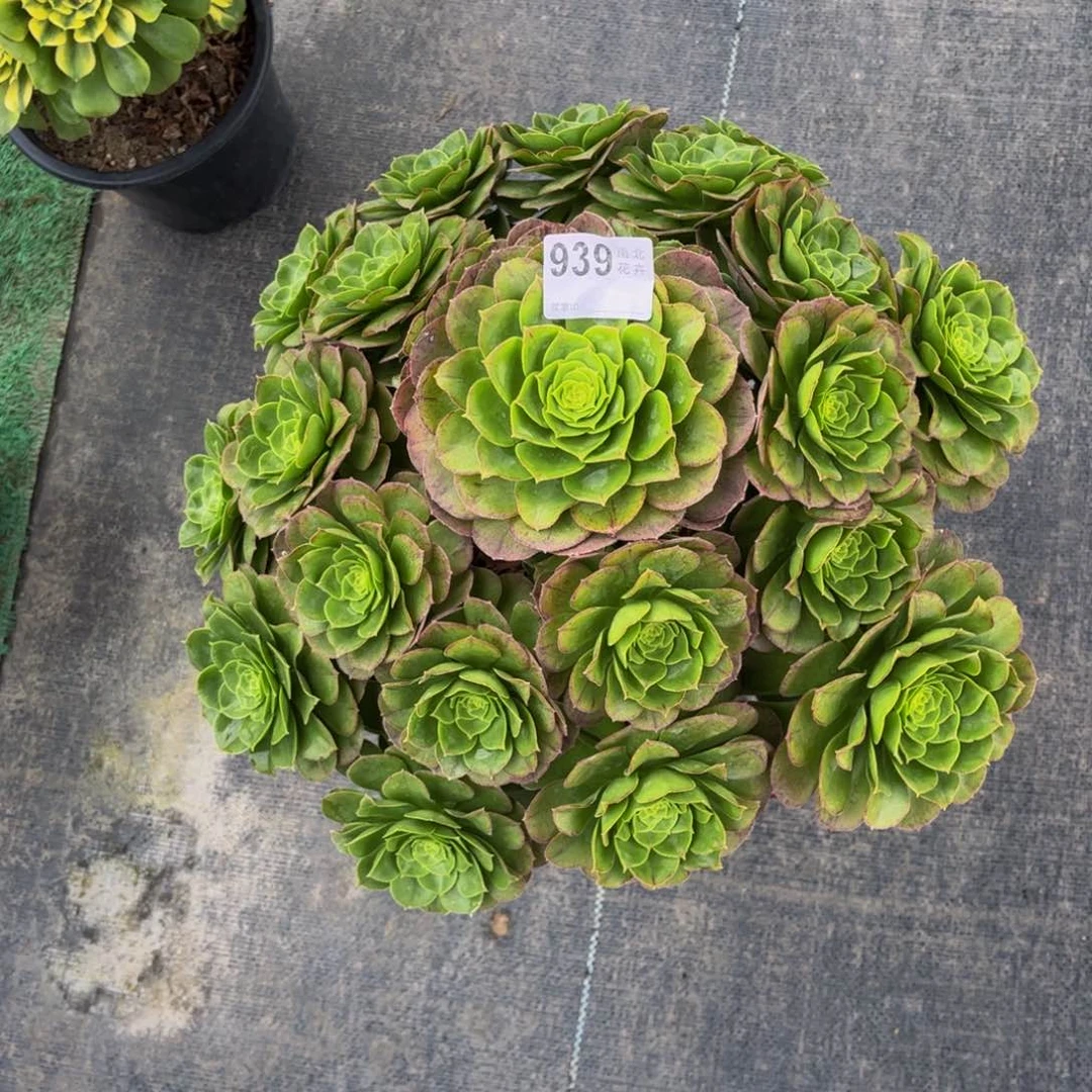 多肉万圣夜000000939