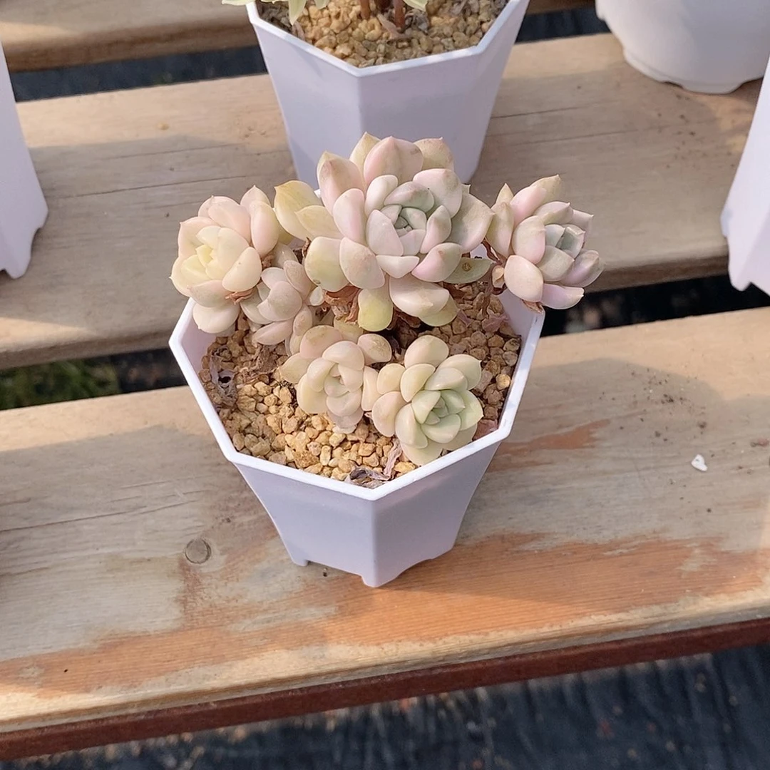 粉布偶锦多肉植物