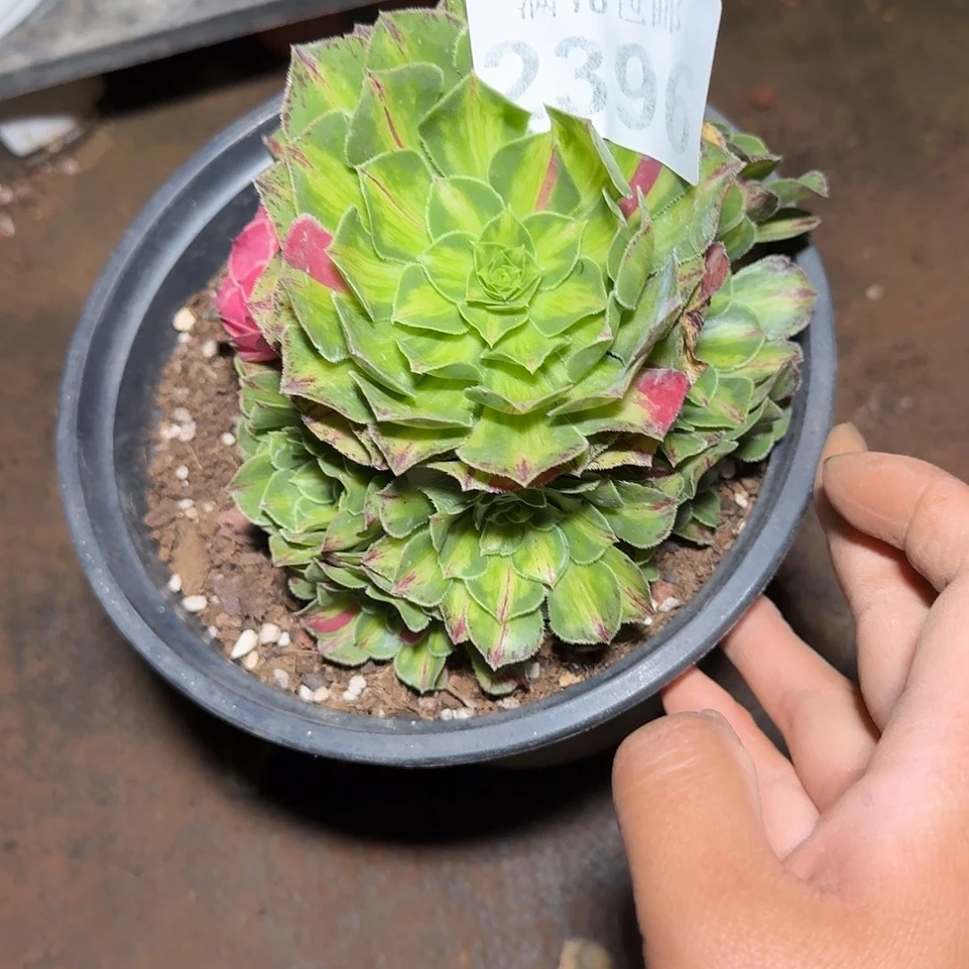 396知否小捧花多肉植物